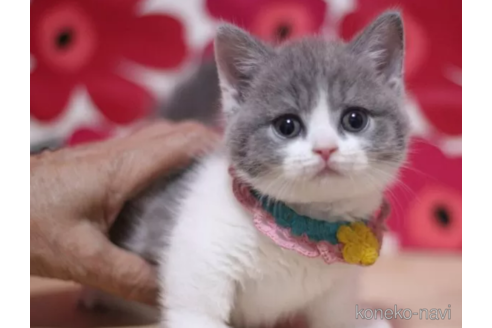 成約済の東京都のマンチカン(短足)-106373の6枚目